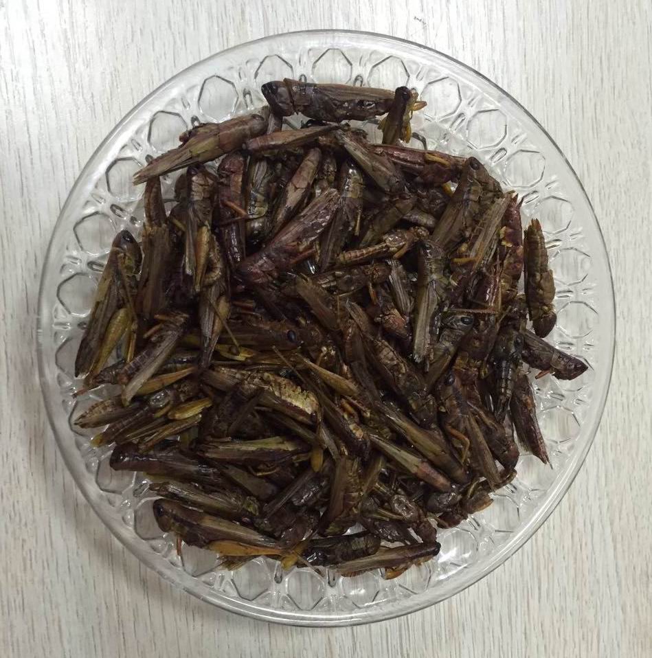 Dried locust     干蚱蜢 2-3.jpg